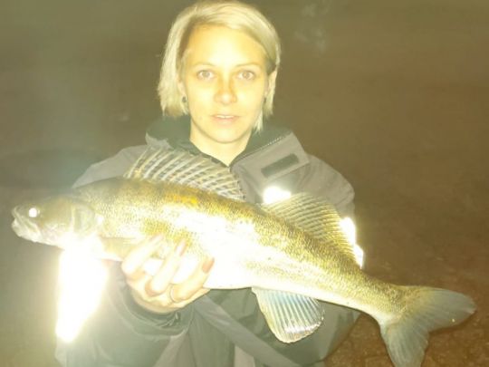 Zander