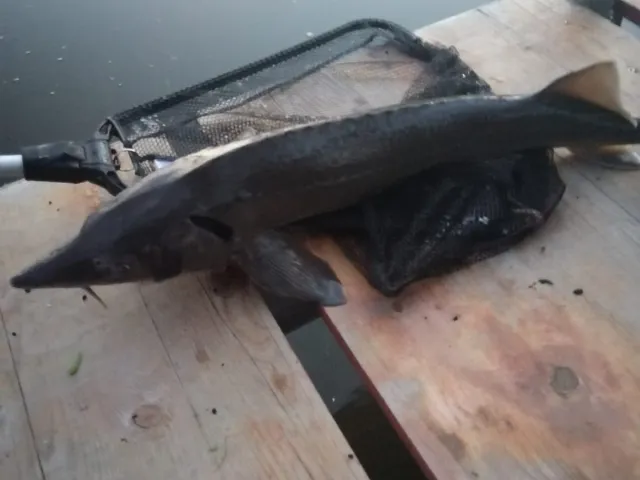 Stör