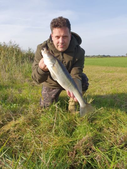 Zander