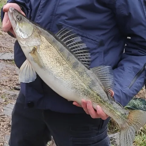 Zander