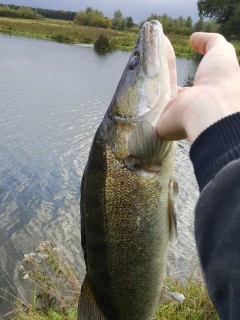 Zander