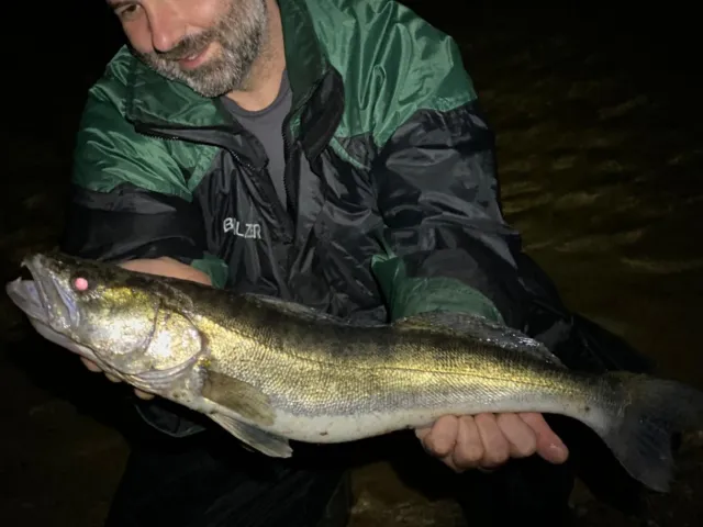 Zander