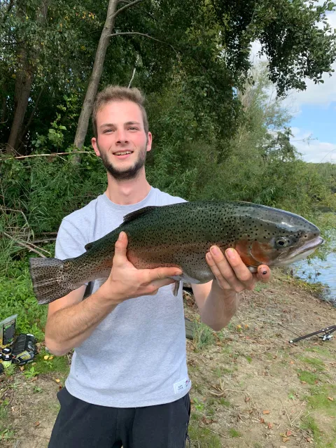 Regenbogenforelle