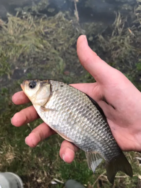 Giebel