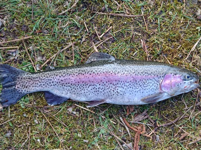 Regenbogenforelle
