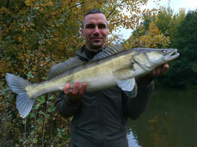 Zander