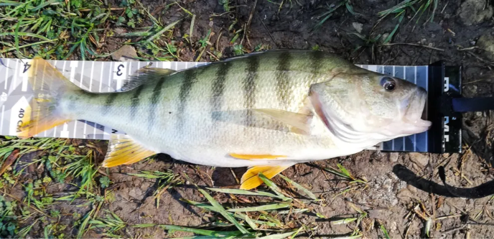 Flussbarsch