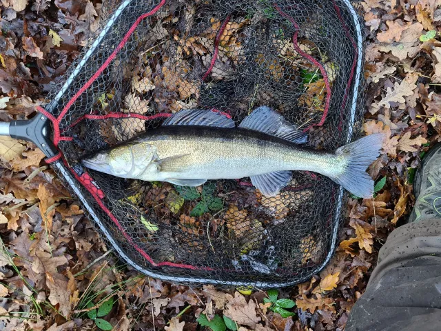 Zander