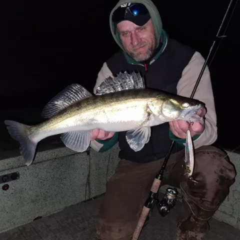 Zander