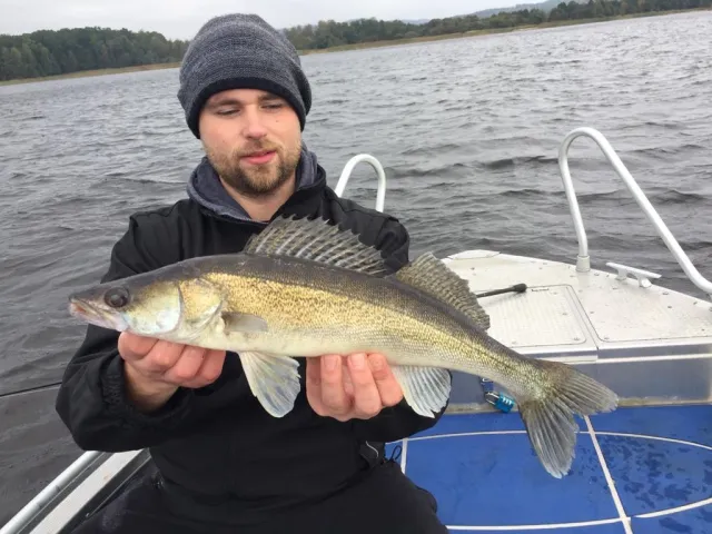 Zander