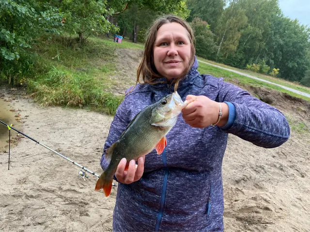 Flussbarsch