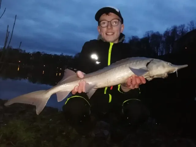 Stör