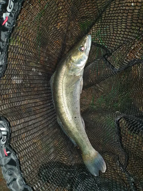 Zander