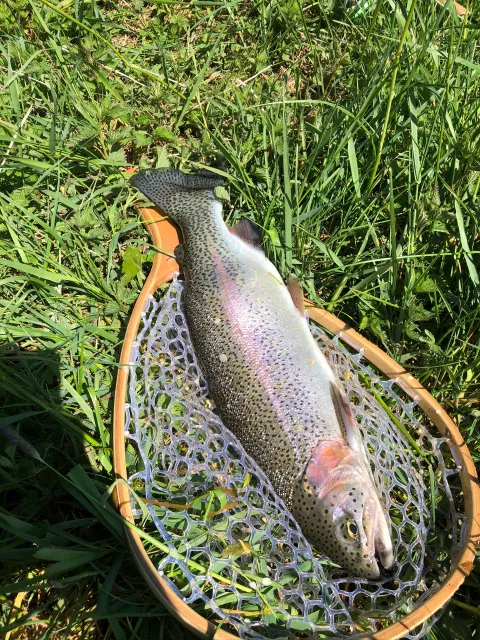 Regenbogenforelle