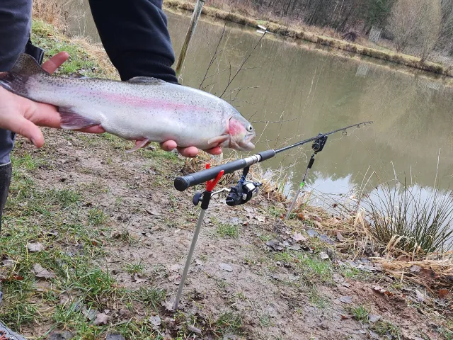 Regenbogenforelle