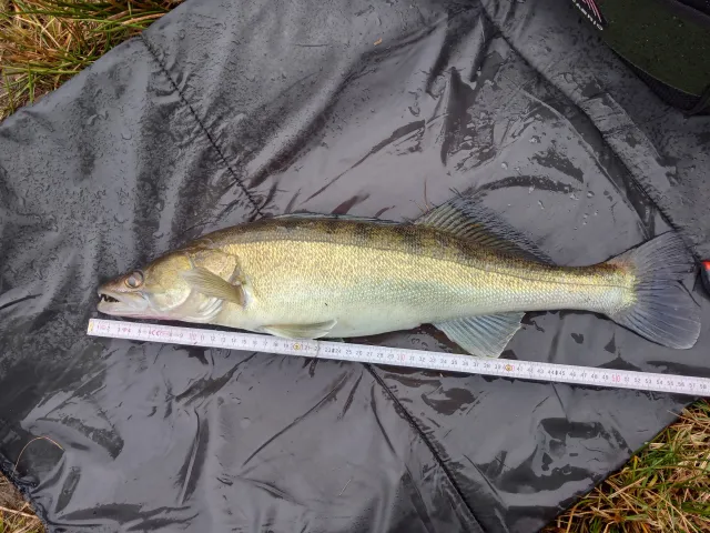 Zander