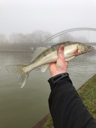Zander