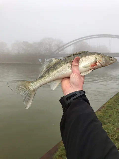 Zander