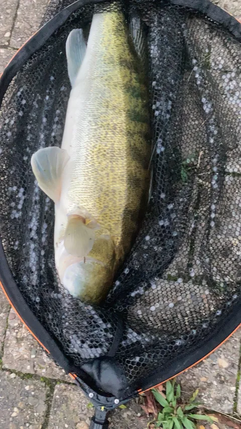 Zander