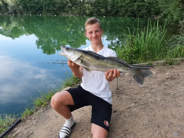 Zander
