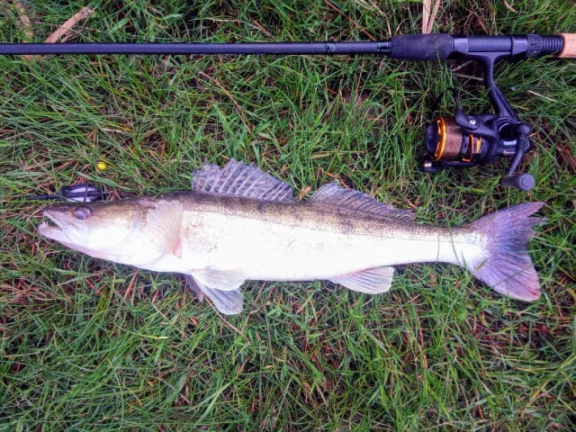 Zander