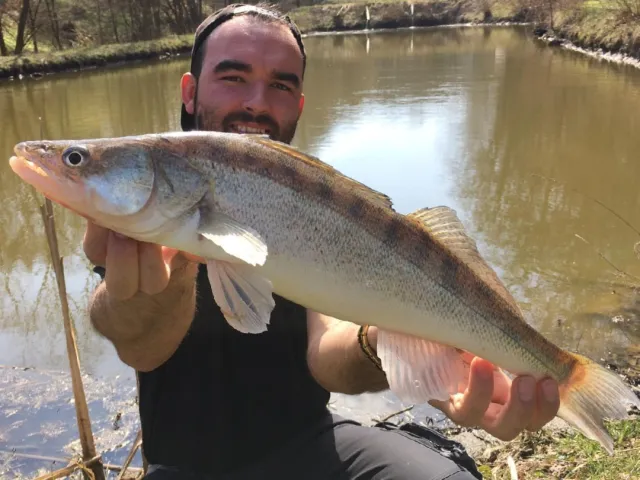 Zander