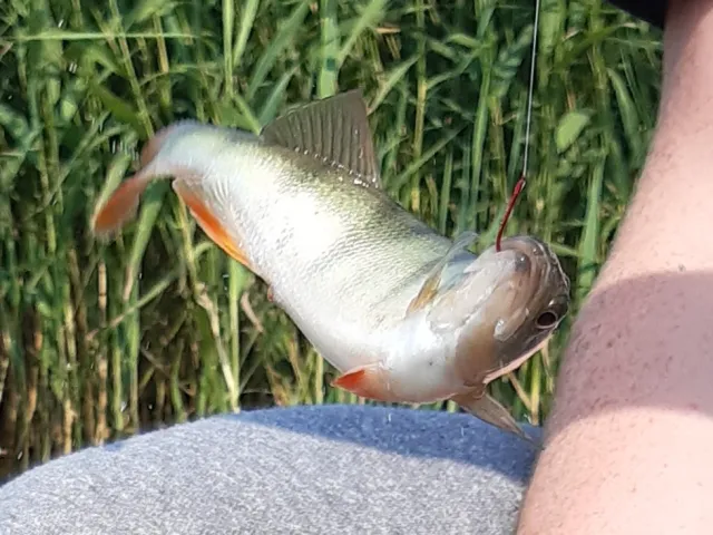Flussbarsch