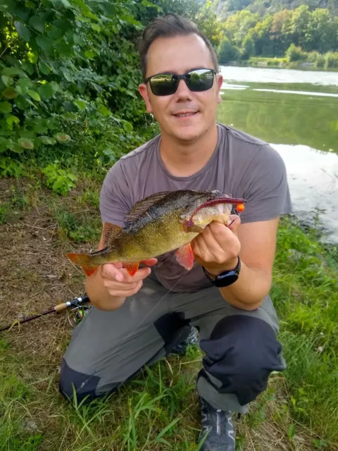 Flussbarsch
