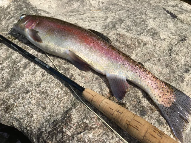 Regenbogenforelle