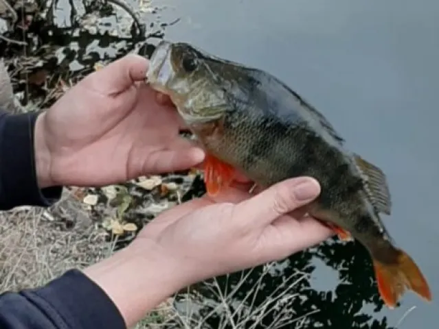 Flussbarsch