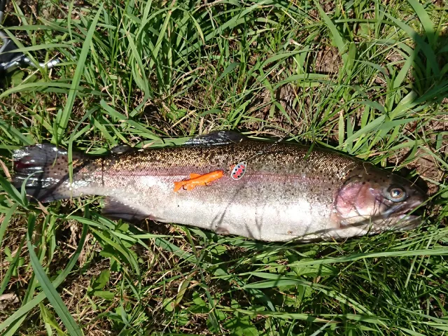 Regenbogenforelle