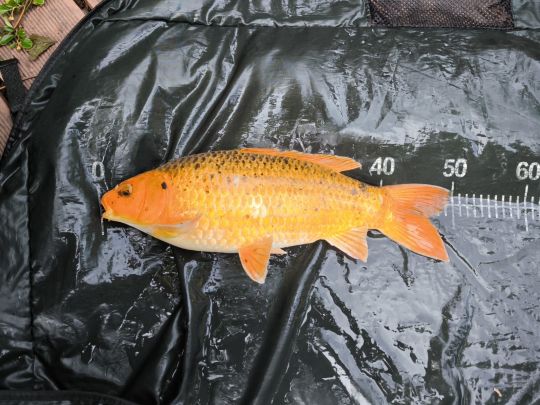 Goldfisch