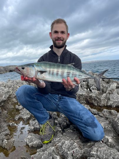 Bonito