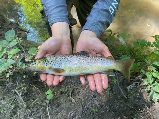 Bachforelle