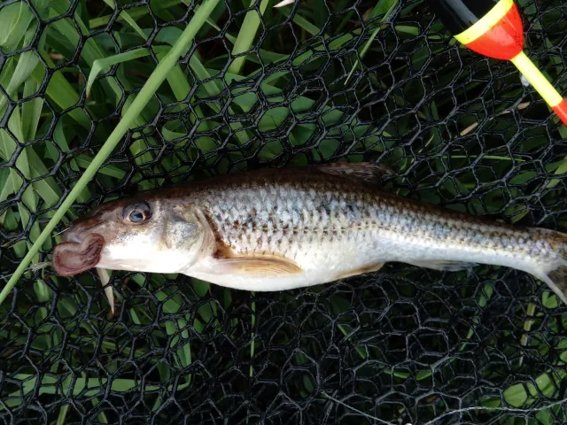 Gründling