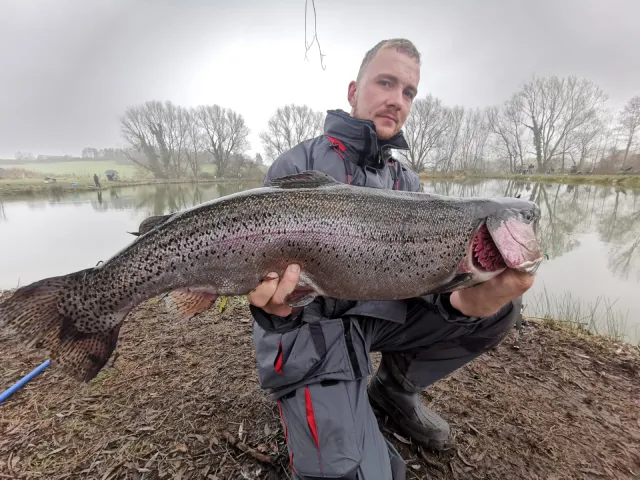 Regenbogenforelle