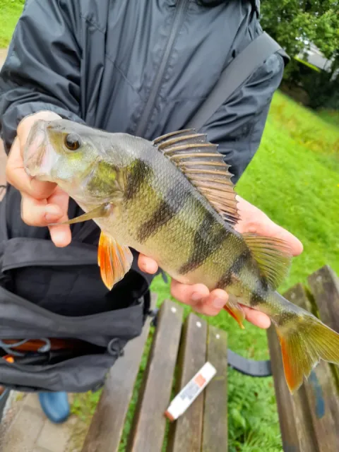 Flussbarsch