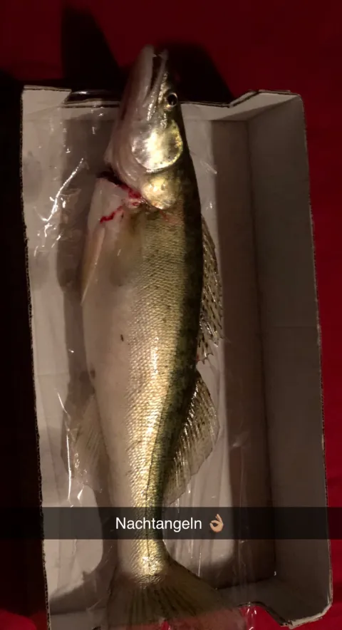 Zander
