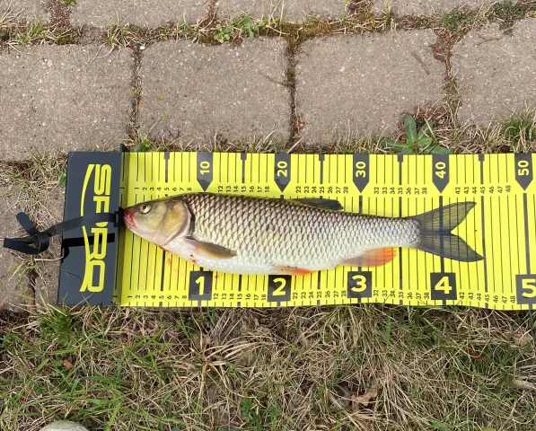 Döbel