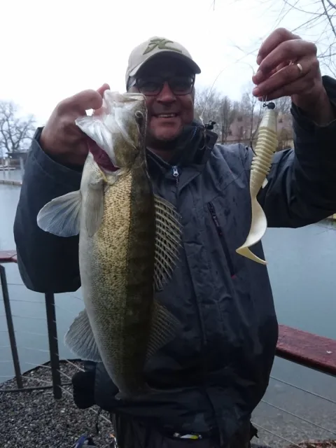 Zander