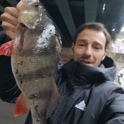 Flussbarsch