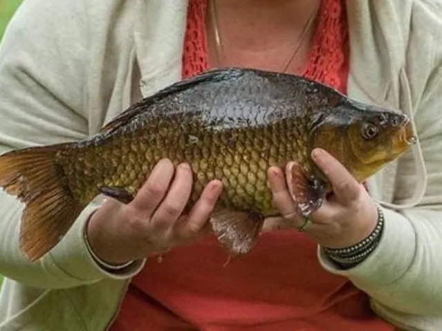 Karausche