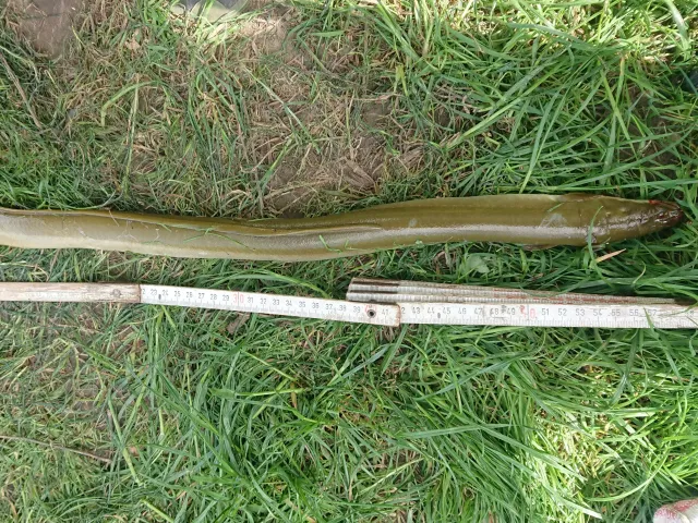 Aal
