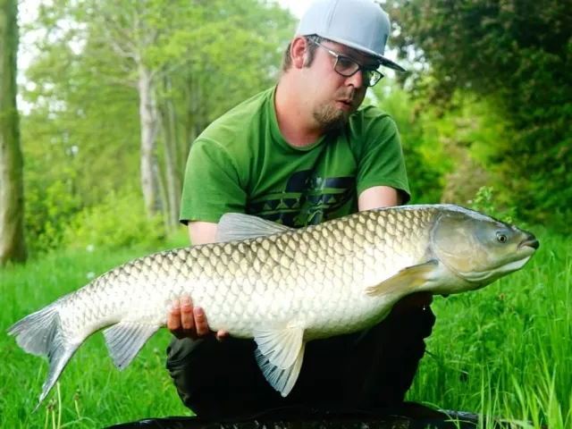 Graskarpfen