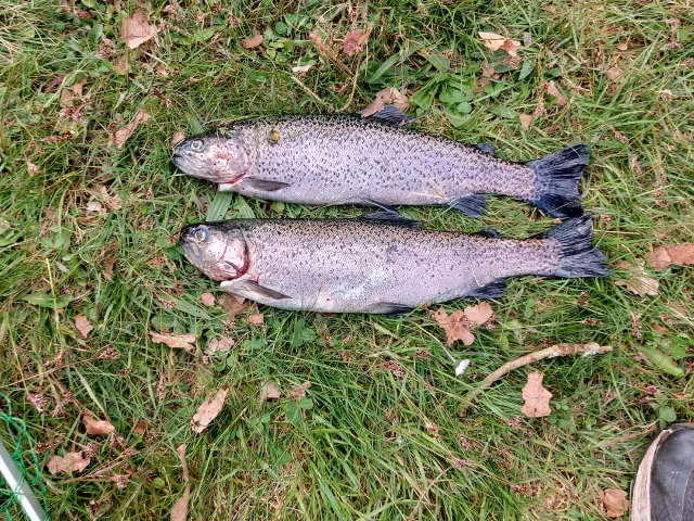Regenbogenforelle