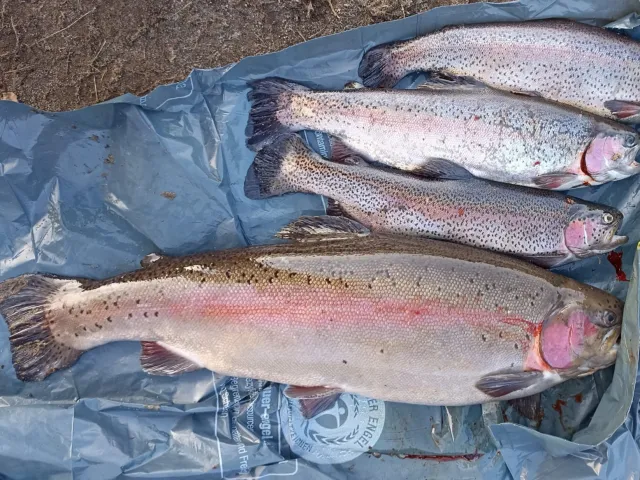 Regenbogenforelle
