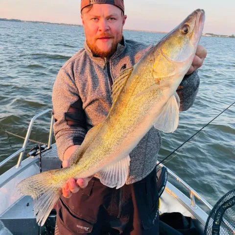 Zander