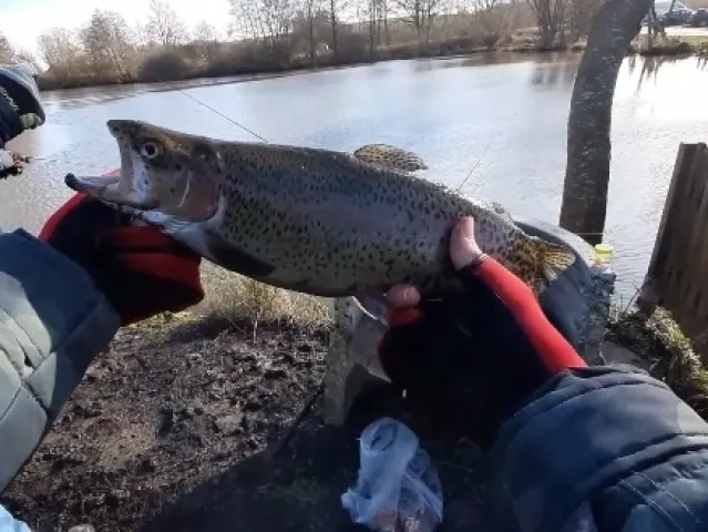 Regenbogenforelle