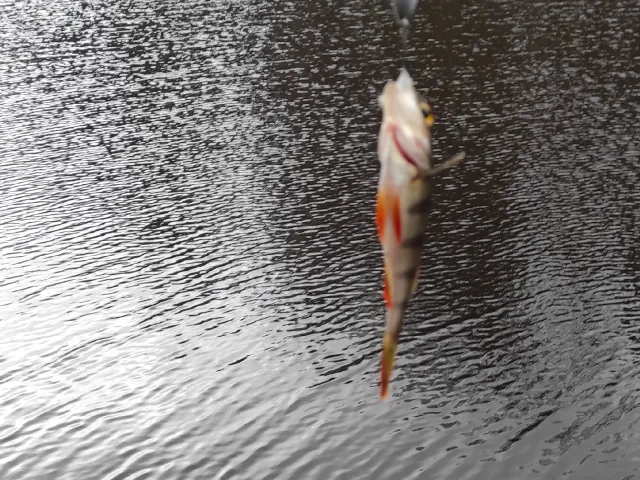 Flussbarsch