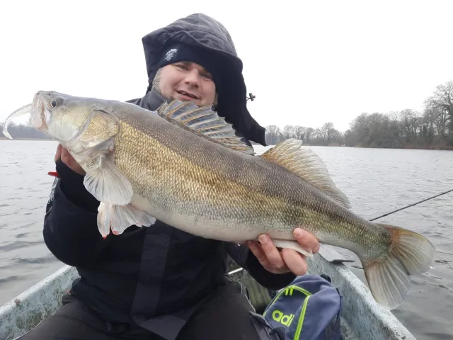 Zander